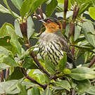 Cotinga à tête rousse