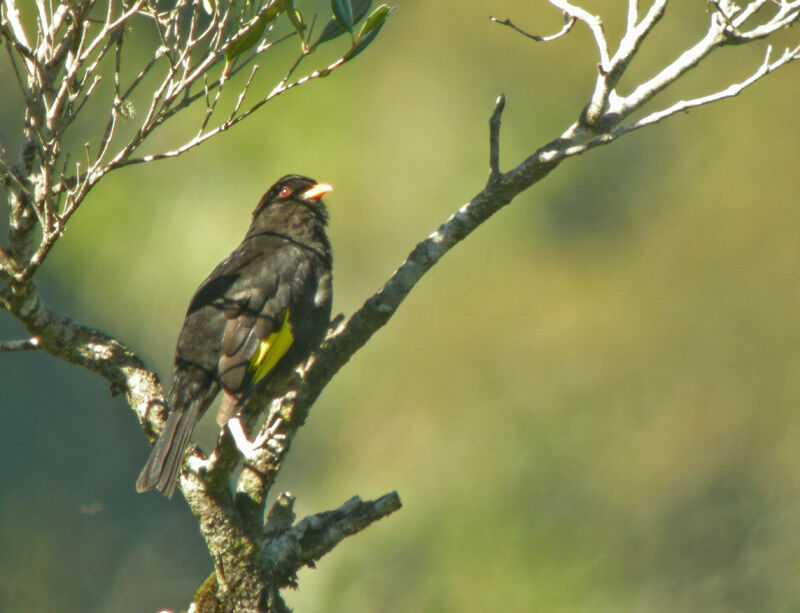 Cotinga noir