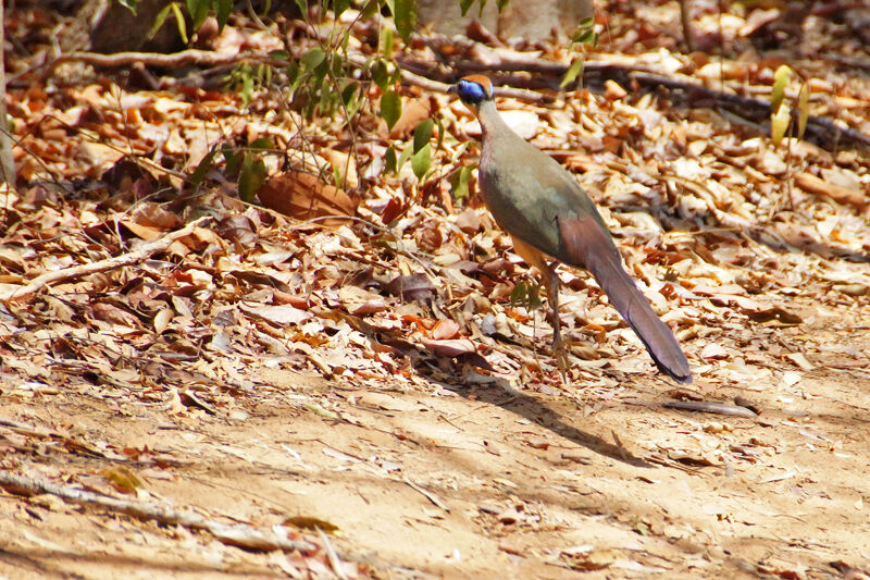 Coua à tête rousse