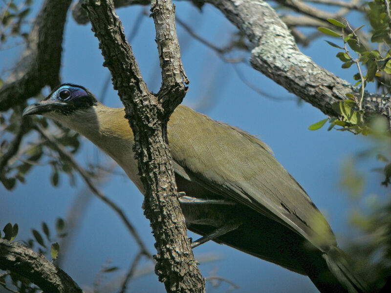 Coua géant