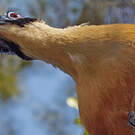 Coua géant