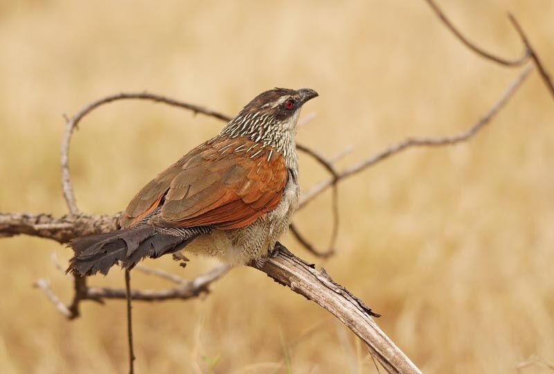 White-browed Coucal