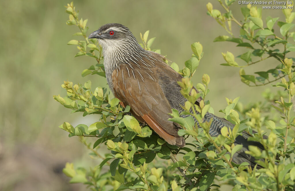 White-browed Coucal