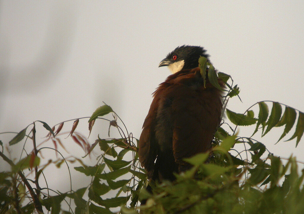 Senegal Coucal