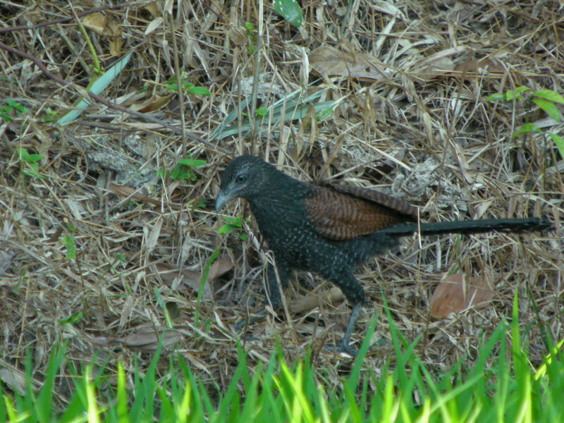 Lesser Coucal