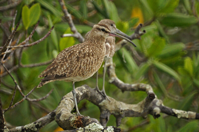 Hudsonian Whimbrel