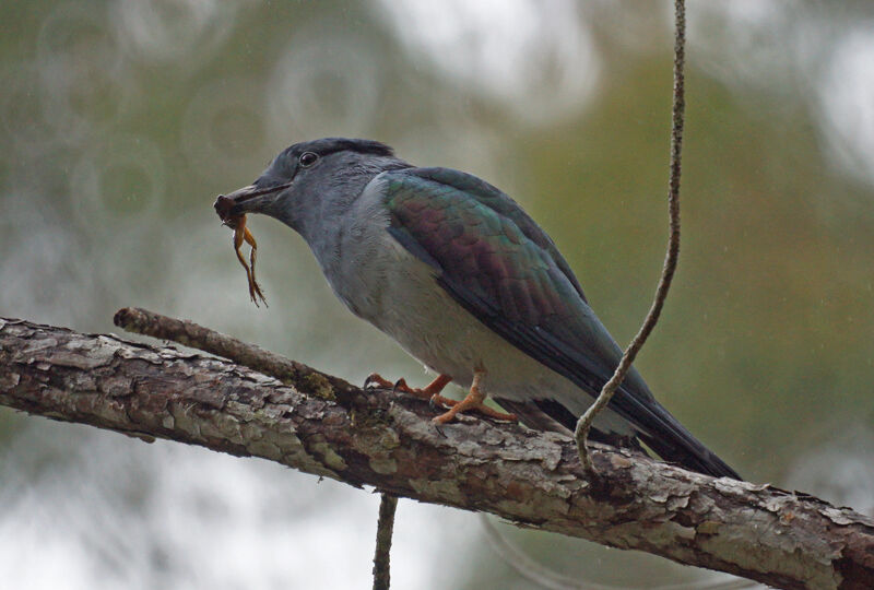 Cuckoo-roller