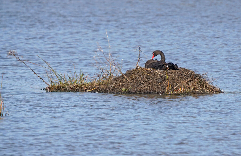Cygne noir