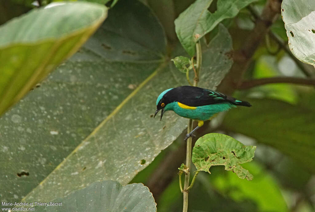 Dacnis à plumets jaunes mâle adulte, identification
