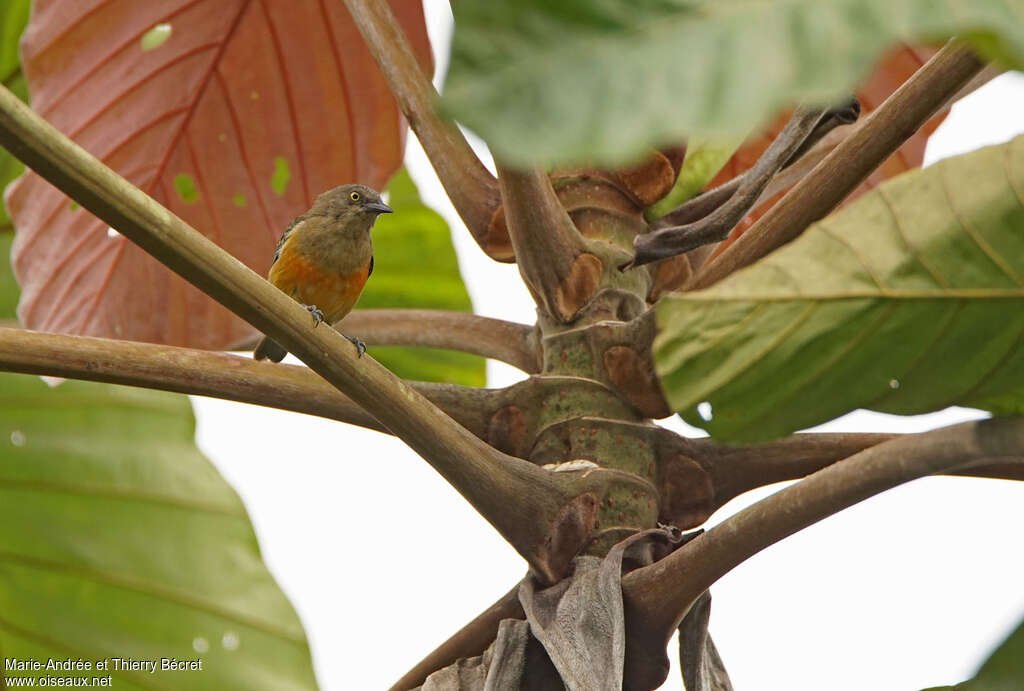 Scarlet-breasted Dacnis female