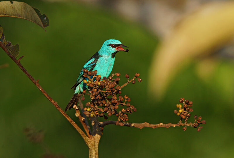 Dacnis bleu mâle, mange