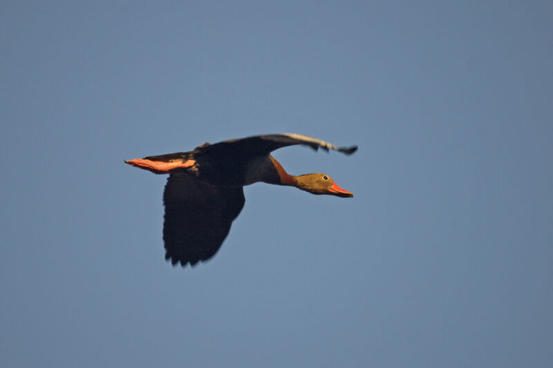 Dendrocygne à ventre noir