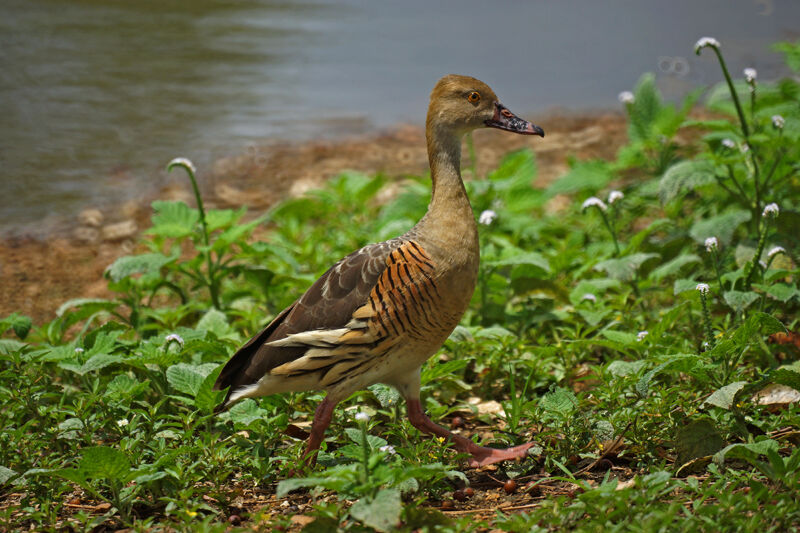 Dendrocygne d'Eyton