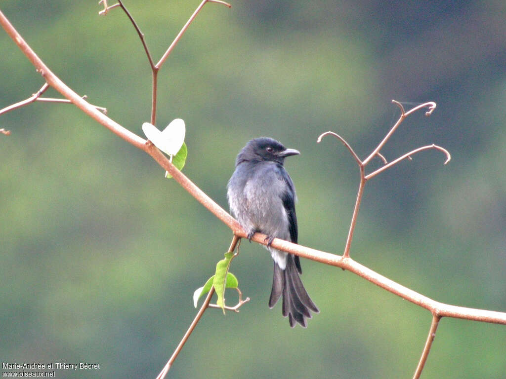 Drongo à ventre blanc, Comportement