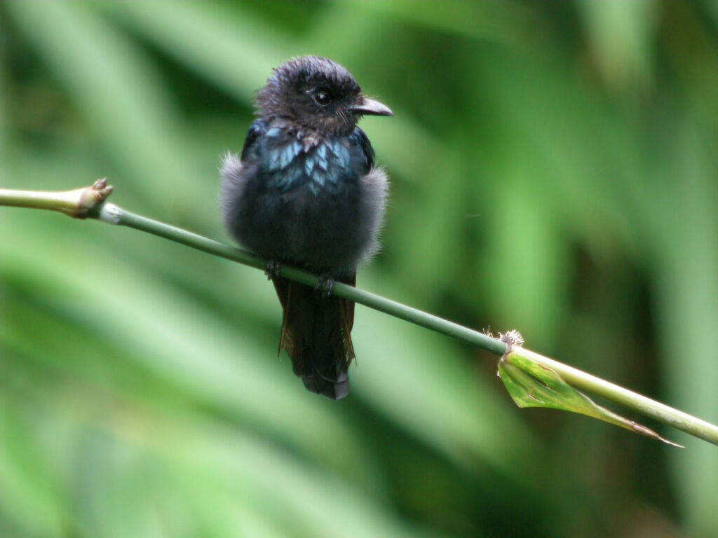 Drongo bronzé, identification