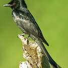 Drongo cendré