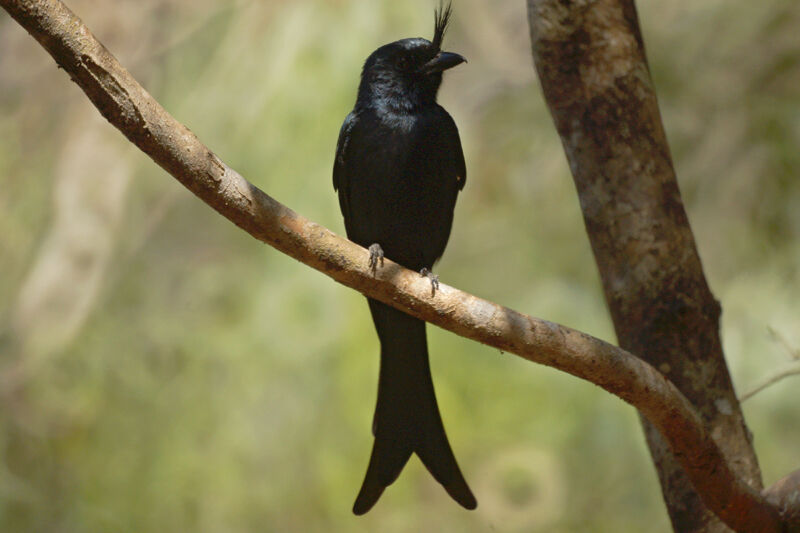 Drongo malgache