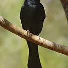Drongo malgache
