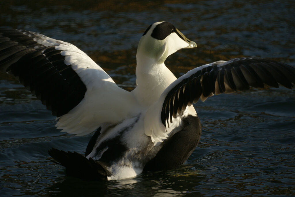 Eider à duvet