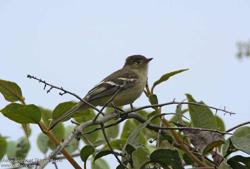 Sierran Elaeniaadult, identification