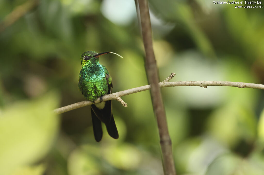 Cuban Emerald
