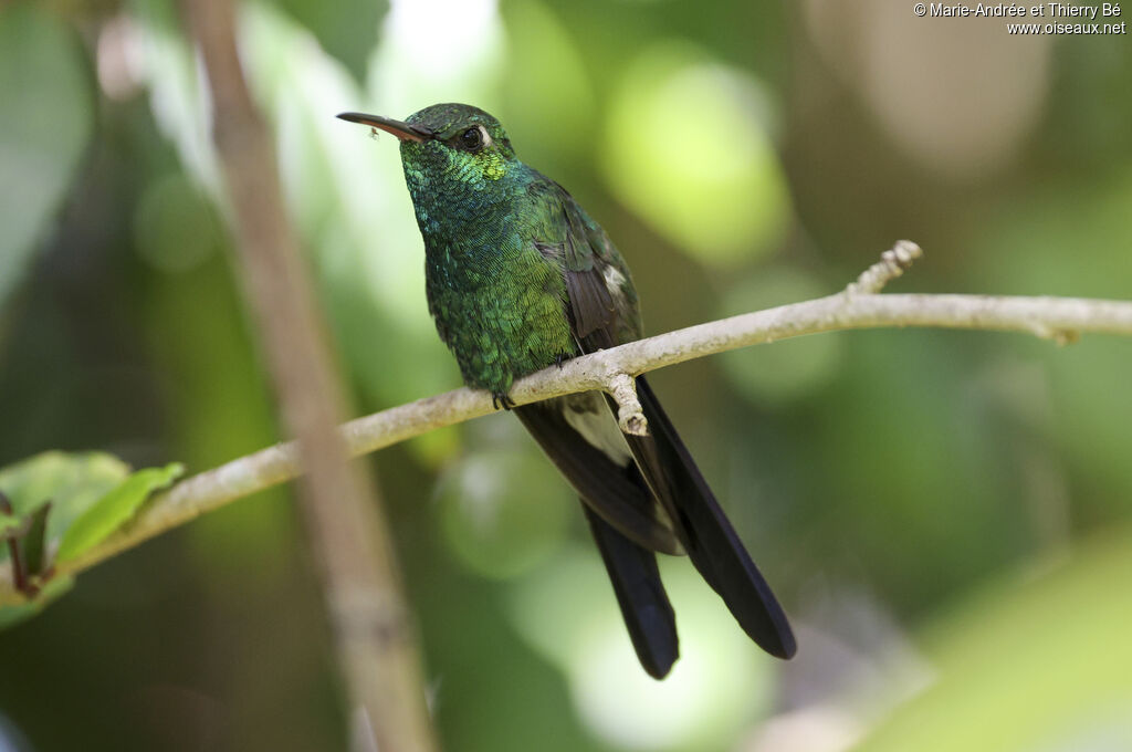 Cuban Emerald