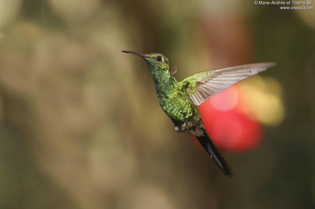 Cuban Emerald