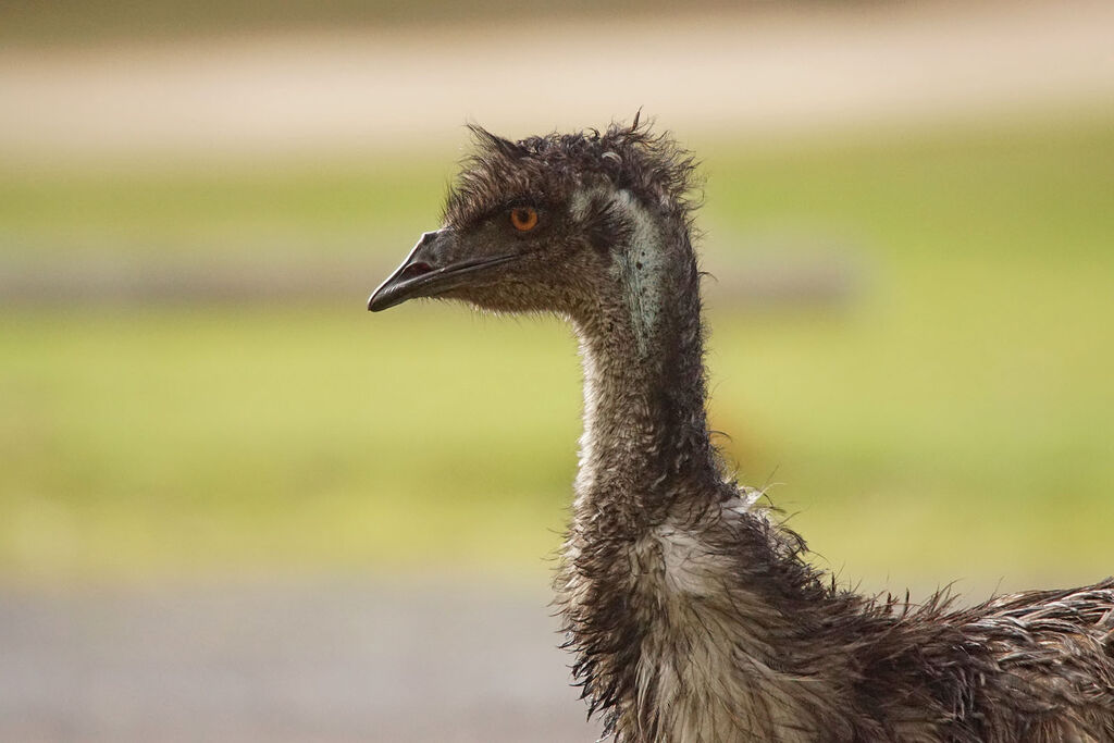 Emu