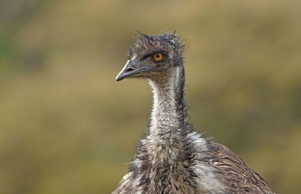 Emu