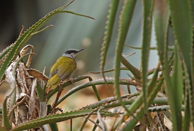 Grey-capped Warbler