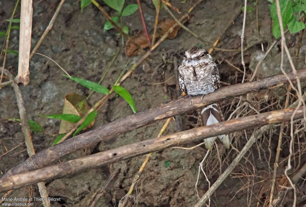 Ladder-tailed Nightjar male adult, pigmentation