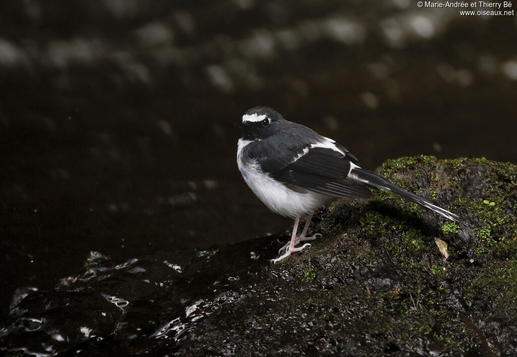 Sunda Forktail