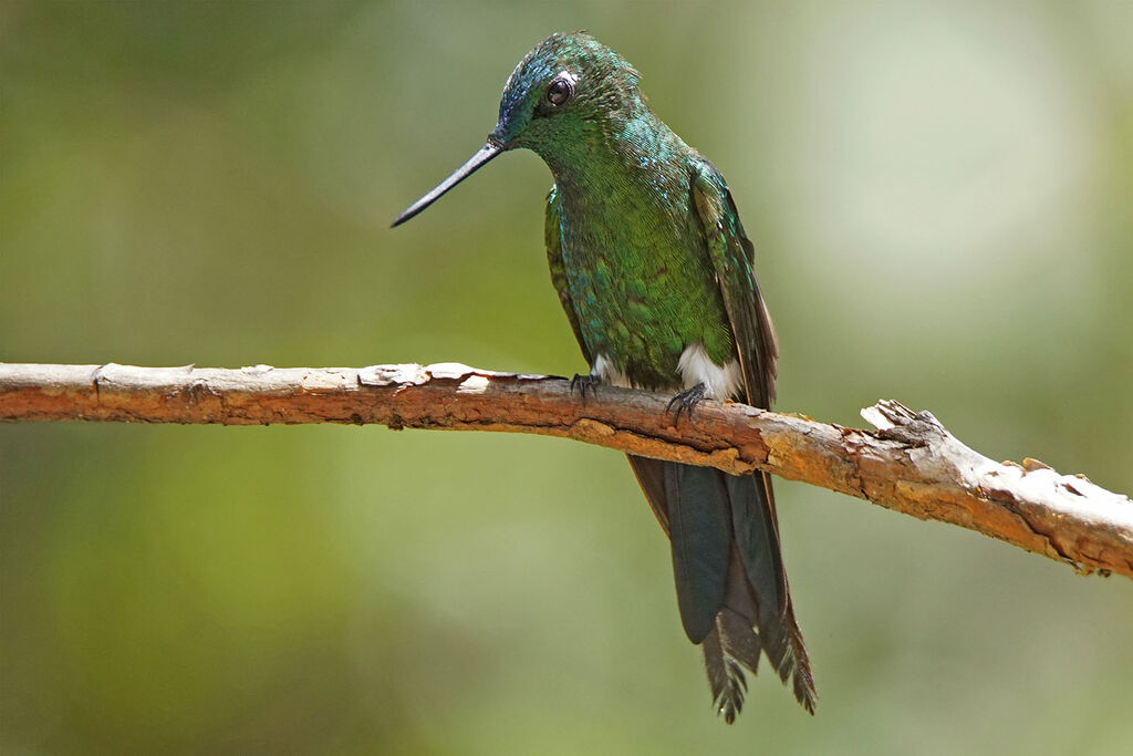 Sapphire-vented Puffleg