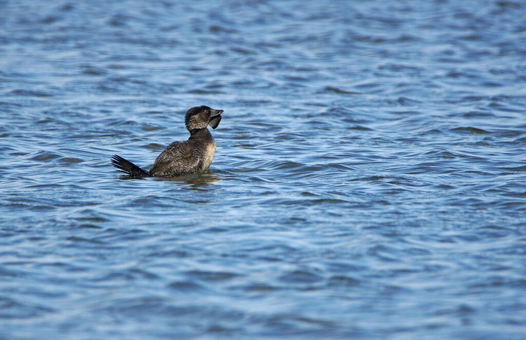 Musk Duck