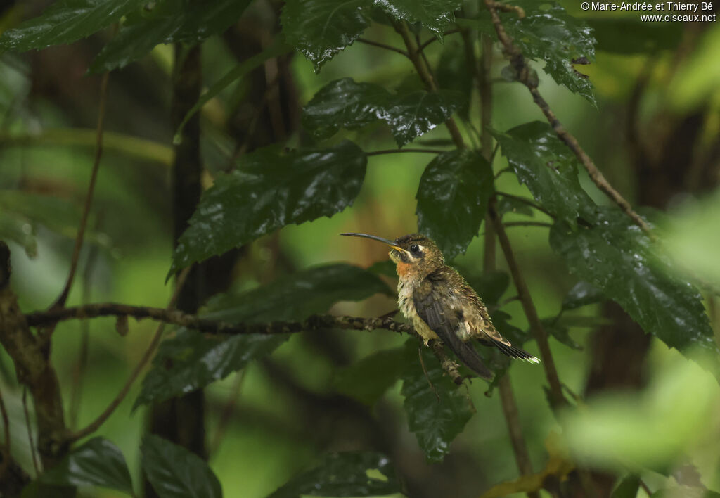 Band-tailed Barbthroat