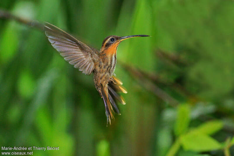 Saw-billed Hermit