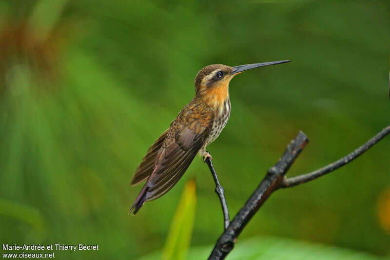 Saw-billed Hermit