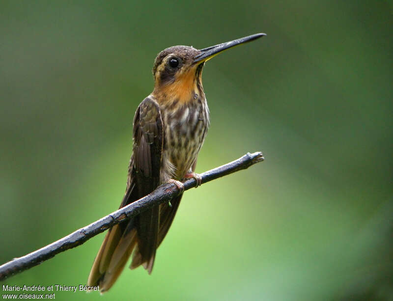 Saw-billed Hermit
