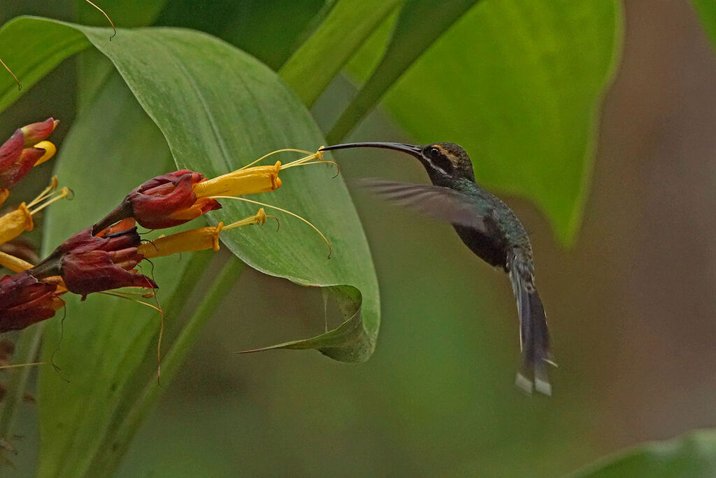 White-whiskered Hermit