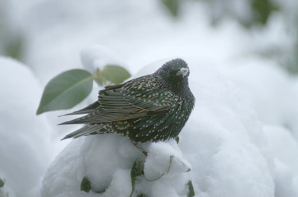 Common Starling