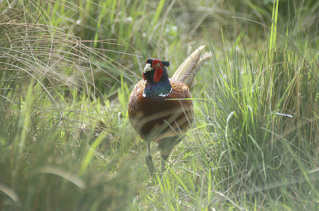 Common Pheasant