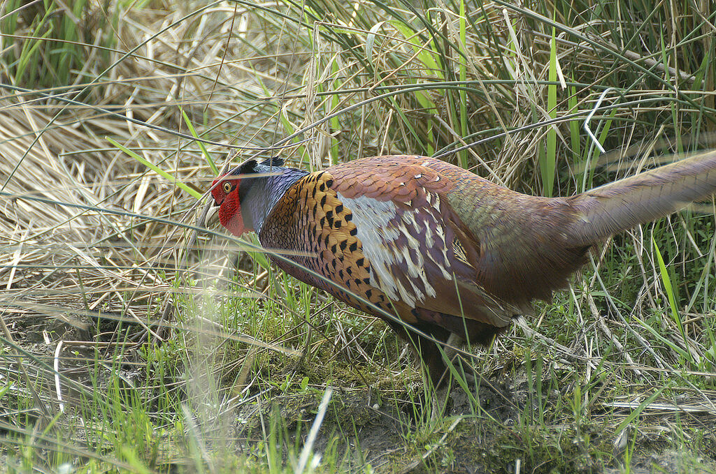 Common Pheasant