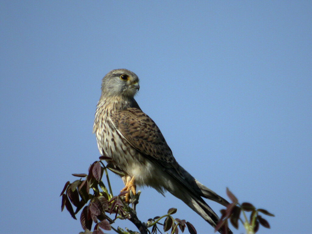 Common Kestrel