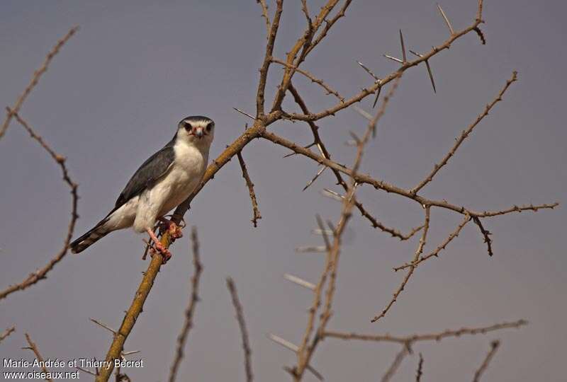 Pygmy Falcon male adult