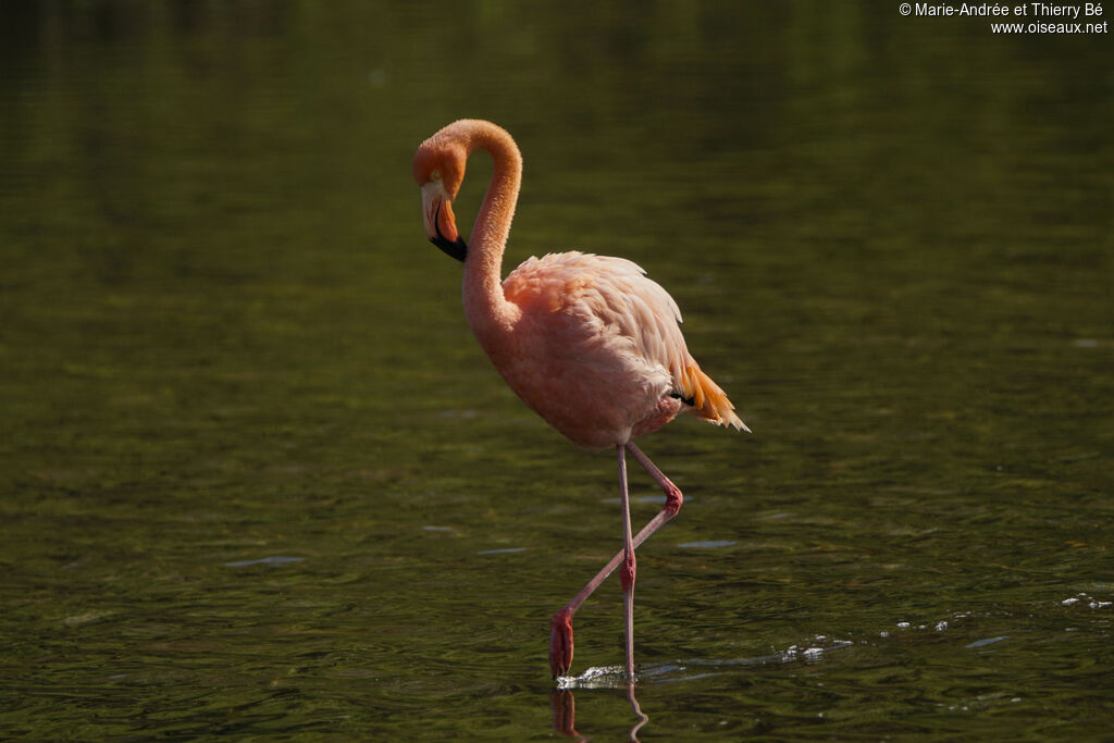Flamant des Caraïbes