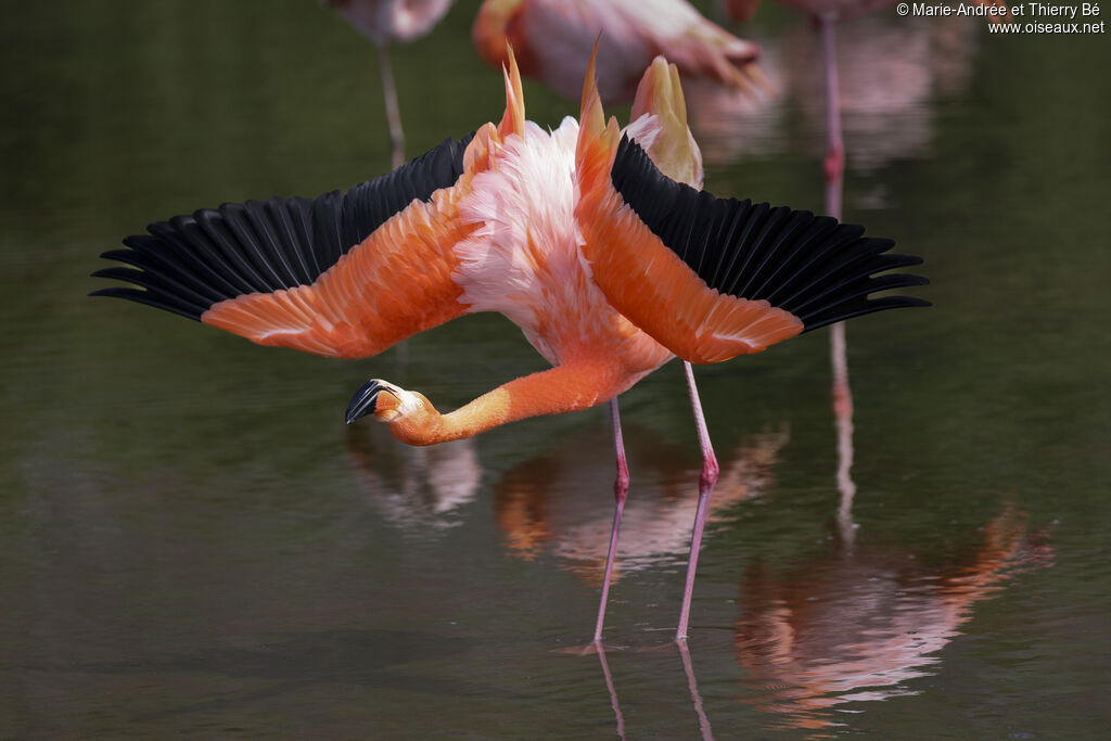 Flamant des Caraïbes