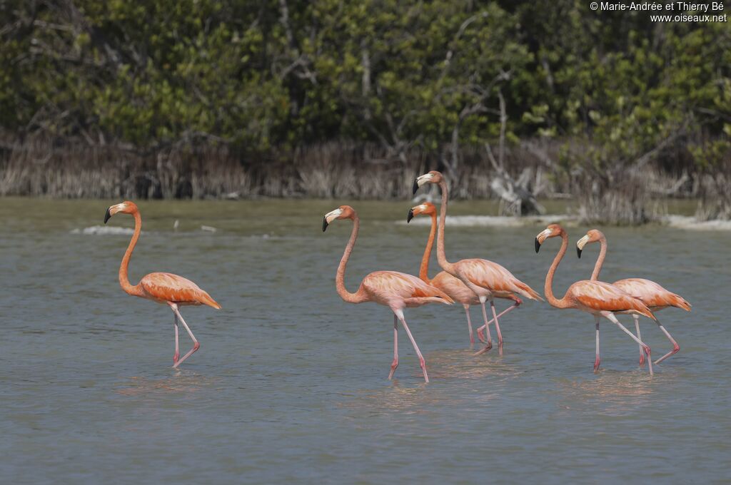 Flamant des Caraïbes