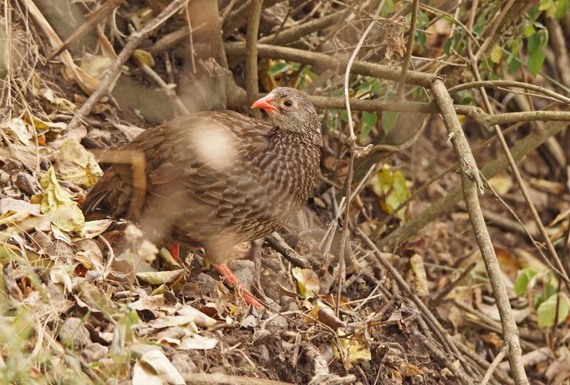 Scaly Spurfowl