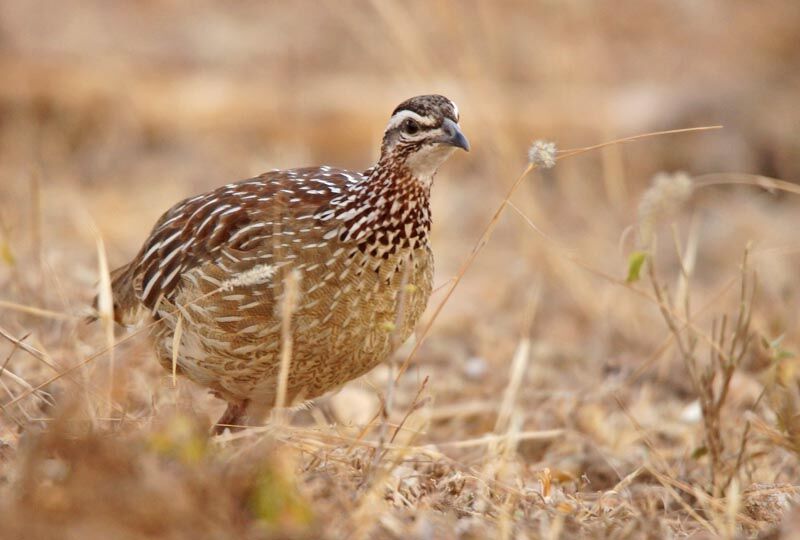Crested Francolin