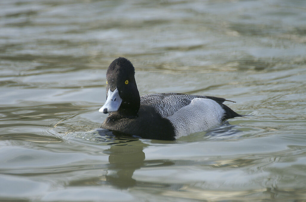 Lesser Scaup